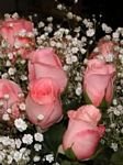 pic for Pink Roses